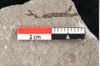 Foto (Detailansicht) von Cystoseira communis Unger (NHMW-GEO-2024-0188-6642)